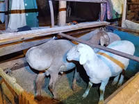 Κριός, Rhon sheep — φωτογραφία 3