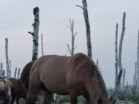 Cavallo, Kushum Horse — foto 4