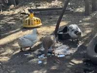 Ducks — fotografija 2