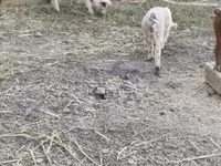 Babi hutan, Дюрок — foto 4