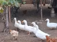 Ducks — fotografija 2