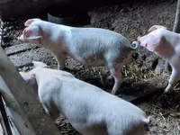 Boar, Pigs — photo 1