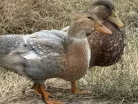 Ducks — 2. fotó