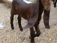 Jarac, Nubian Goat — fotografija 2