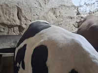Бух, Russian Black pied cattle — 2 зураг