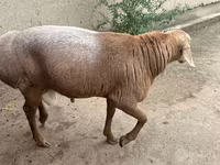 公羊, Sheep — 照片 3