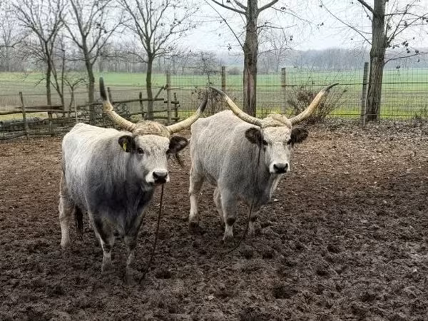 Cow, Hungarian Grey breed — Hungary