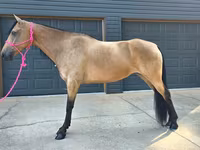 Kuda betina, Missouri foxtrotter — foto 6