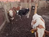 گاو ماده, Simmental cattle — عکس 3