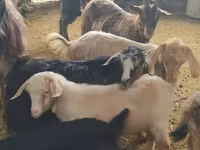 Kambing betina, Goats — foto 7