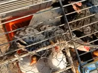 Japanese Bantam — photo 3