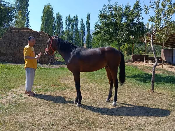 اسب نر, Thoroughbred horse
