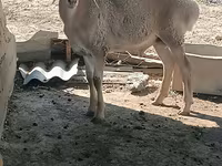 میش, گوسفند — عکس 3