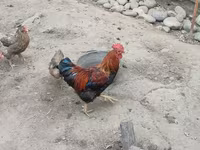 Chickens — عکس 4