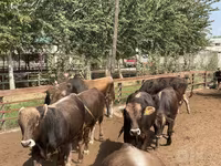 گاو و گوساله (گروه، جنسیت مشخص نشده), Swiss cattle — عکس 4