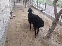 숫양, Hissar sheep — 사진 1