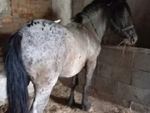 ม้าตัวผู้, Appaloosa