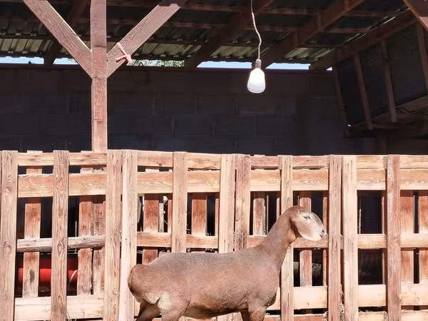 Koza, Nubian Goat