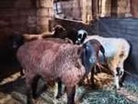 Bagge, Rhon sheep — foto 3