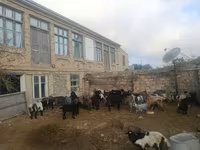 بز نر, بز — عکس 3