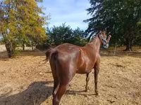 مادیان, Standardbred — عکس 4