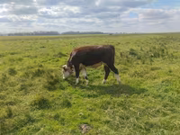 Бух, Simmental cattle — 6 зураг