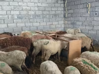 میش, گوسفند — عکس 8