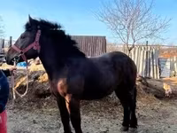 Ngựa đực, Nonius horse — ảnh 7
