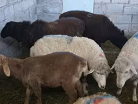 قوچ, Arashan sheep — عکس 2