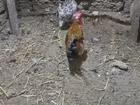 Chickens — الصورة 2