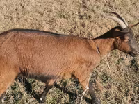 Buk, Alpine goat — foto 6