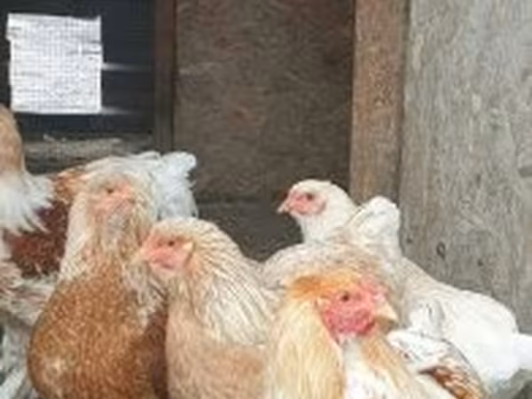 Brahma