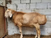 숫양, Arashan sheep — 사진 1