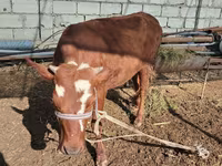 Bovini (lotto, sesso non specificato), Simmental cattle — foto 3