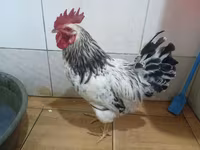Chickens — 写真 4