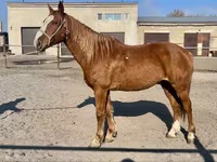Hengst, Kustanai horse — Foto 4