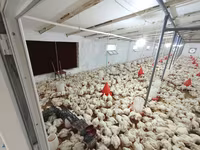Chickens — fotografija 4
