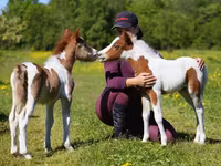 اسب نر, American shetland pony — عکس 1
