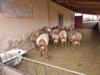 Ovan, Arashan sheep — fotografija 4