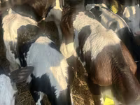 Sapi (batch, jenis kelamin tidak disebutkan), Russian Black pied cattle — foto 4