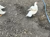 Ducks — снимка 4