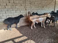 Kambing jantan, Sheep — foto 2