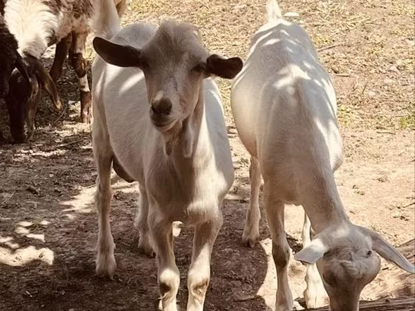 Țap, Alpine goat