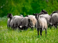 Ram, Romanov sheep — photo 4
