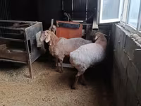 Vædder, Rhon sheep — foto 4