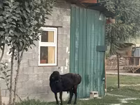 Ovca, Hissar sheep — fotografija 4