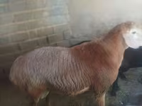 Beran, Arashan sheep — foto 4