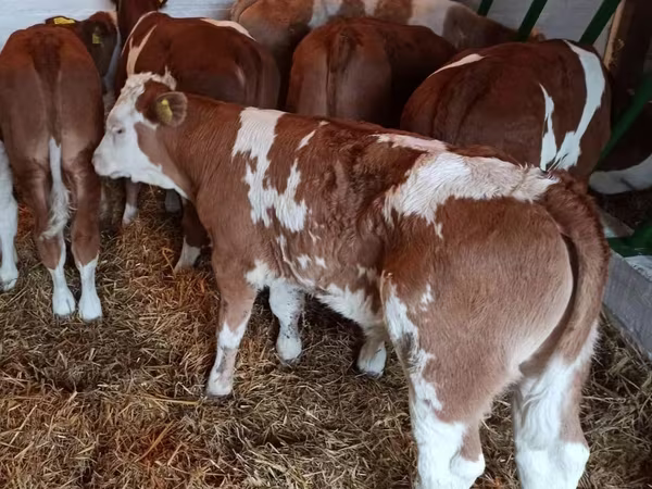 मवेशी (लॉट, लिंग निर्दिष्ट नहीं), Simmental cattle