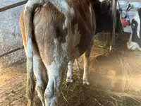 گاو نر, Simmental cattle — عکس 1