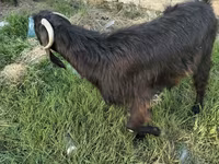 Kambing (lot, jantina tidak dinyatakan), Goats — foto 1